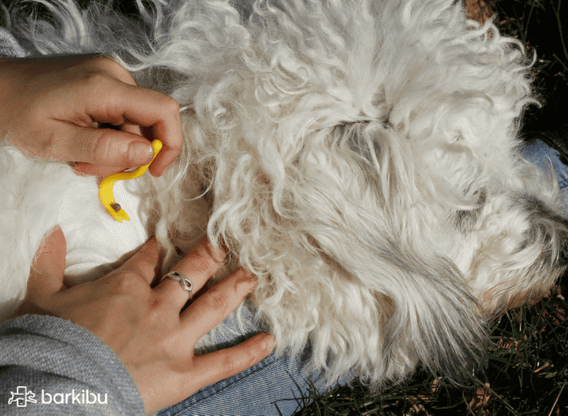 garrapatas en perros causas garrapatas en perros causas